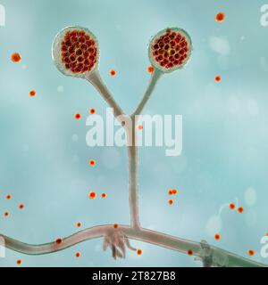 Rhizomucor fungi, illustration Stock Photo