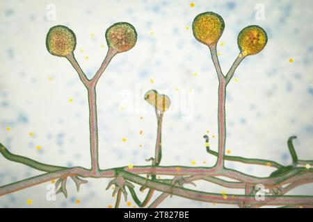 Rhizomucor fungi, illustration Stock Photo