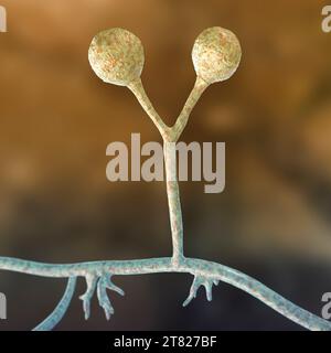 Rhizomucor fungi, illustration Stock Photo