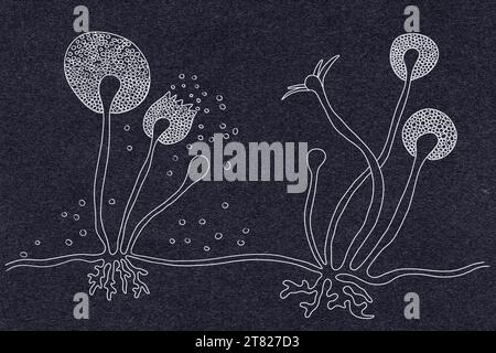 Structure of Rhizopus mould, illustration Stock Photo