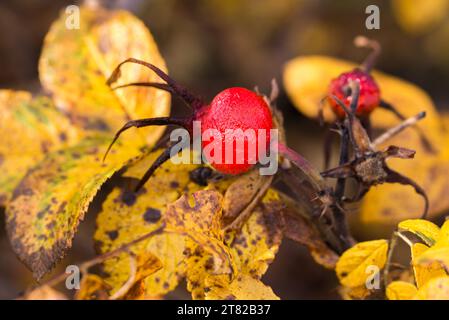 Japanese rose, Rosa rugosa red fruits closeup selective focus Stock Photo