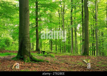 Near-natural forest with large old beech trees, Kellerwald-Edersee National Park, Hesse, Germany Stock Photo
