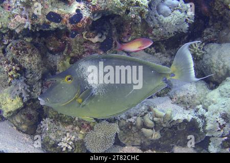 Bluespine unicornfish (Naso unicornis), Ras Mohammed National Park dive site, Sinai, Egypt, Red Sea Stock Photo