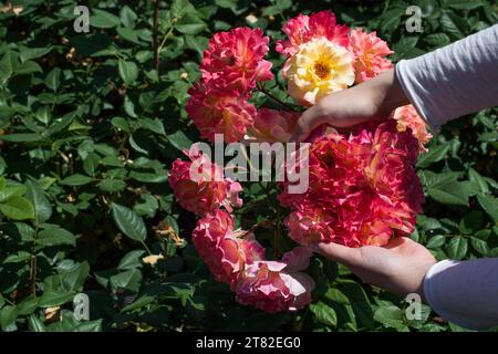 Beautiful fresh roses in hand Stock Photo