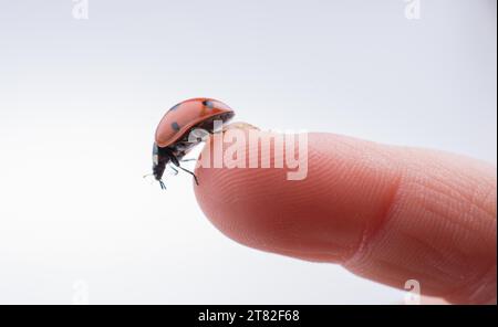 Beautiful photo of red ladybug walking on a child hand Stock Photo