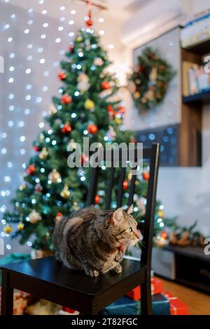 The cat sits on a chair near the dining table Stock Photo - Alamy