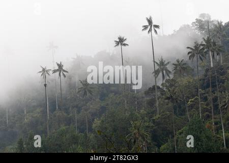 Group of wax palms (Ceroxylon quindiuense) in the fog, Valle de Cocora, Colombia Stock Photo