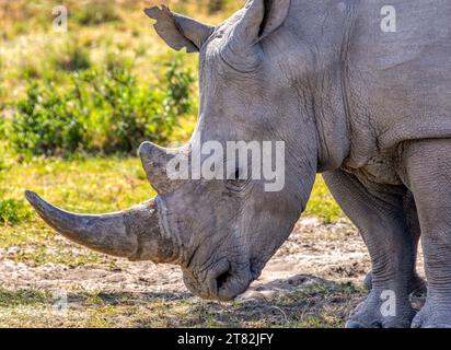 rhino head  close up , walking in the savannah in a sunny day Stock Photo