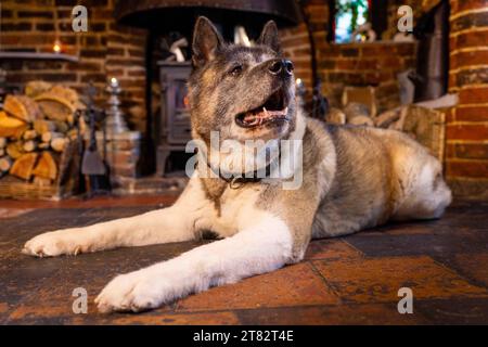 Delilah is an Akita dog sitting in front of her big old fireplace, she lives in The Boot pub, Sarratt, Herts, UK. Stock Photo