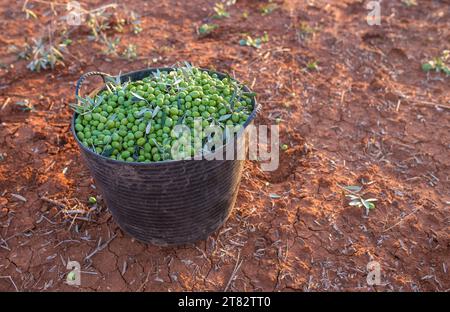 Harvesting bucket full of green olives. Table olives harvest season scene Stock Photo