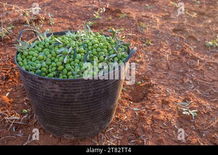 Harvesting bucket full of green olives. Table olives harvest season scene Stock Photo