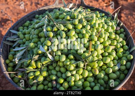 Harvesting bucket full of green olives. Table olives harvest season scene Stock Photo