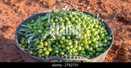 Harvesting bucket full of green olives. Table olives harvest season scene Stock Photo