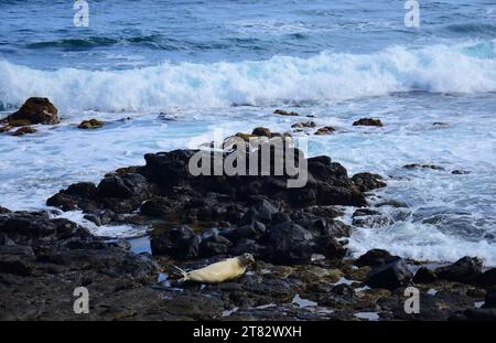 hawaiian monk seal resting on the coastline in the surf along the kauai path, north of kapa'a, kauai, hawaii Stock Photo