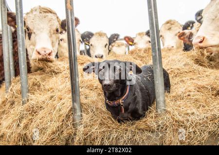 dog in a manger Stock Photo