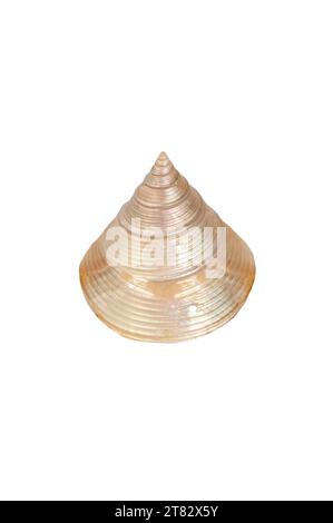 Polish calliostoma zizyphinum shell. Isolated over white background Stock Photo