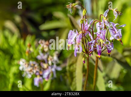 Close-up of a Primula meadia flower, (Dodecatheon meadia) Stock Photo