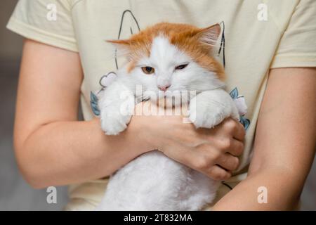 woman holding a sick cat in her arms. man takes care of cat. woman holding cat Stock Photo