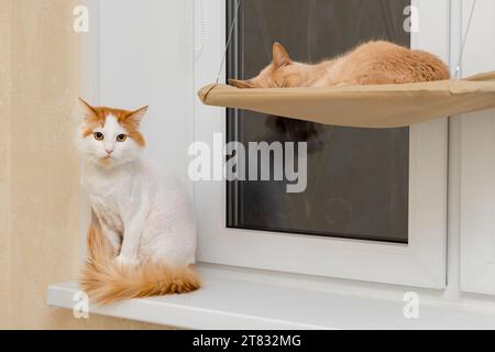 a cat guards another cat while he sleeps. two cats in the house. cat sleeps in a hammock. cat sitting on the windowsill Stock Photo