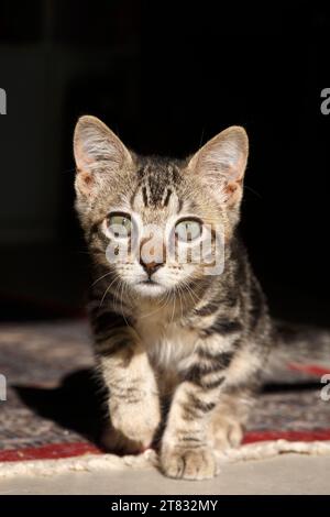 A tabby kitten stalking towards the camera Stock Photo