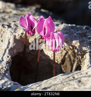 Ivy-leaved Cyclamen (Cyclamen hederifolium) flowers emerging from a hole in a rock in Greece Stock Photo