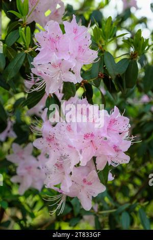 Rhododendron davidsonianum, concave-leaf rhododendron, pink flowers with a crimson blotch Stock Photo