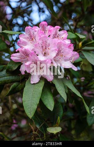 Rhododendron davidsonianum, concave-leaf rhododendron, pink flowers with a crimson blotch Stock Photo