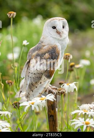 Barn Owl, Scientific name, Tyto Alba.  Close up portrait of an alert Barn Owl perched on a wooden garden spade in a summer garden filled with daisies. Stock Photo