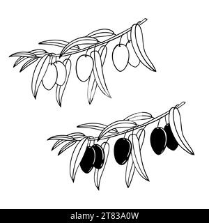 Two graphically depicted branches of an olive tree. Ripe berries for the olive oil label. Vector element for a trademark, logo. White background, mono Stock Vector