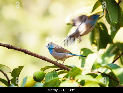 blue bird ina guava tree,Blue Waxbill Stock Photo