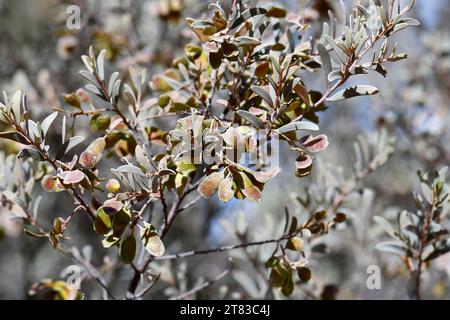 The endemic shrub Mulga wattle (Acacia aneura) against the red sand of ...