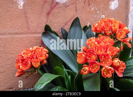 A flowering plant of Natal lily or bush lily (Clivia miniata) with showy orange flowers against an old wall, Liguria, Italy Stock Photo
