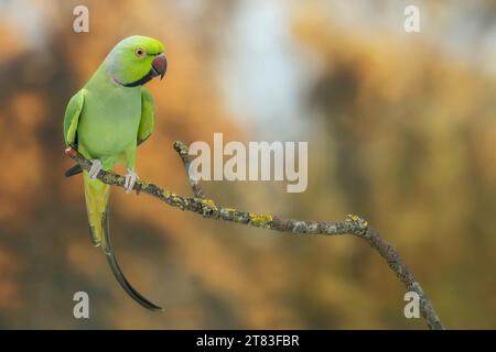 rose-ringed parakeet , African subspecies (Psittacula krameri parvirostris) Stock Photo