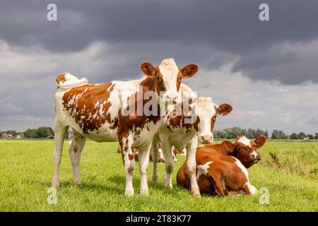 Three calves standing and lying down together, tender love portrait of young cows, in a green meadow under a cloudy overcast sky Stock Photo