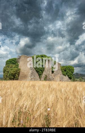 Ruine of old small stone house covered in ivy surrounded by wheat field with heavy clouds in sky Stock Photo