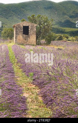 Abandoned old small stone house surrounded by wet lavender field near Les Granons in France right after rainfall Stock Photo