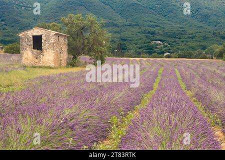 Abandoned old small stone house surrounded by wet lavender field near Les Granons in France right after rainfall Stock Photo