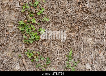 Detail of old stone wall covered in old ivy ranks with only a straight line of green ivy blooming Stock Photo