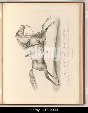 Auguste Claude Simon Legrand (Engraver) Galloping Arab horse study. Pencil around 1818 Stock Photo