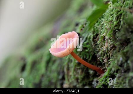 Tiny toadstool growing from mossy tree trunk a single long thin reddish pink stalk and shallow cup shaped translucent pink purplish cap and gills Stock Photo