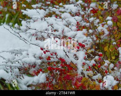 Branches and leaves covered with snow in the winter forest Stock Photo