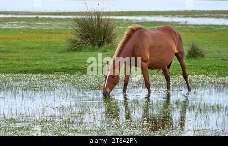 wild horse in the Parque Nacional de Doñana, Andalusia, Spain Stock Photo