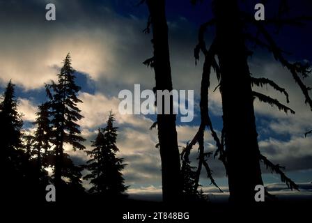 Forest silhouette from Rockpile Lake Trail, Diamond Peak Wilderness, Willamette National Forest, Oregon Stock Photo