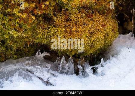 Snow and moss closeup shot in early spring in Carpathian Mountains, Ukraine Stock Photo