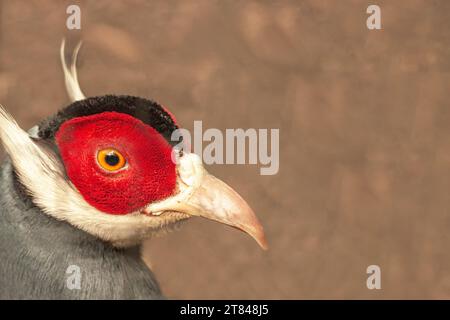 Blue eared pheasant, rare poultry, natural nature, close-up. Color plumage, bird coloring. Header banner mockup with copy space. Stock Photo