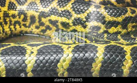 Black-and-yellow Paraguayan anaconda, Eunectes notaeus, resting close-up in a terrarium. Big snake predator in the wild. Stock Photo