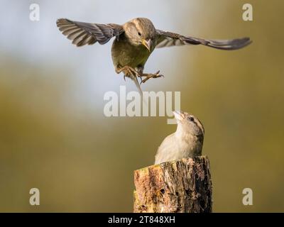 Two sparrows scrapping in autumn in mid Wales Stock Photo