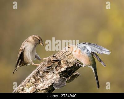 Male chaffinch and sparrow scrapping in autumn in mid Wales Stock Photo