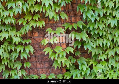 Dreilappige Jungfernrebe, Jungfern-Rebe, Wilder Wein, klettert an einer Fassade, Fassadenbegrünung Parthenocissus tricuspidatus, Parthenocissus tricus Stock Photo