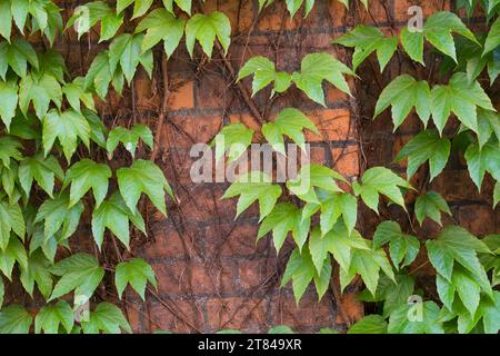 Dreilappige Jungfernrebe, Jungfern-Rebe, Wilder Wein, klettert an einer Fassade, Fassadenbegrünung Parthenocissus tricuspidatus, Parthenocissus tricus Stock Photo